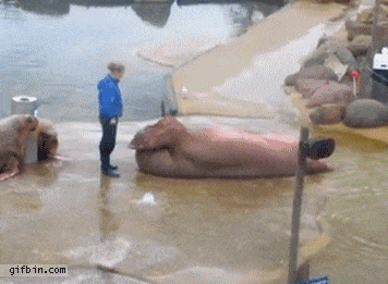 Walrus doing situps