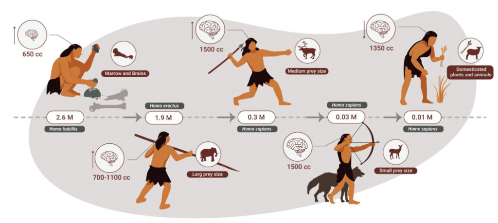 human brain size paleolithic