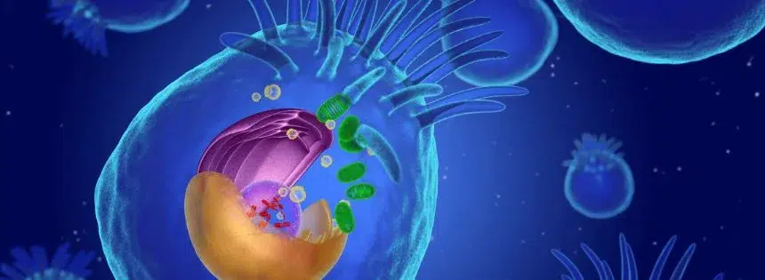 what is mitochondrial dysfunction