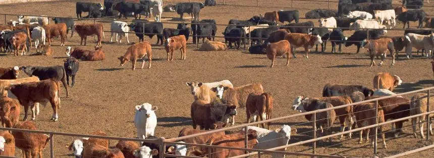 cattle feedlot