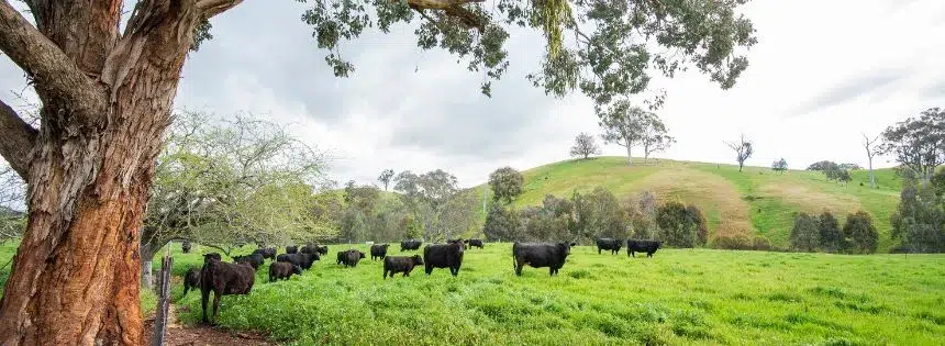 why all cows are grass fed