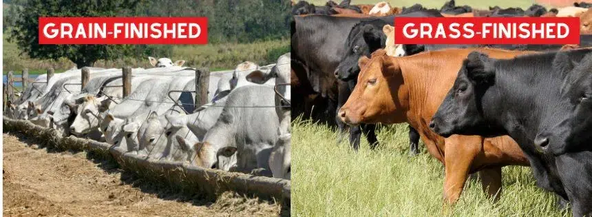 grass-fed vs grain-finished beef