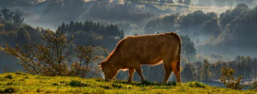 why land isn't wasted on livestock