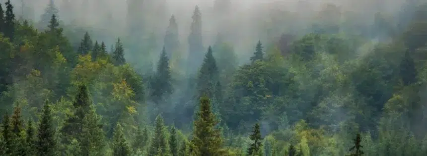 forest don't store more carbon than grasslands