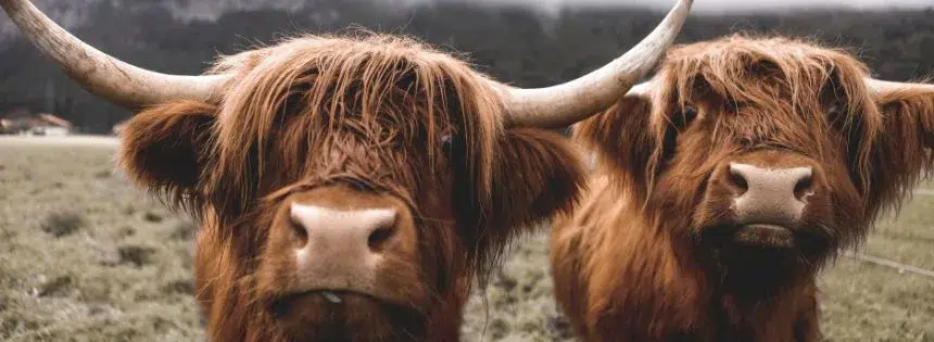 why we need cattle