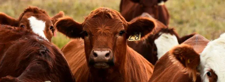 do we have too many cows