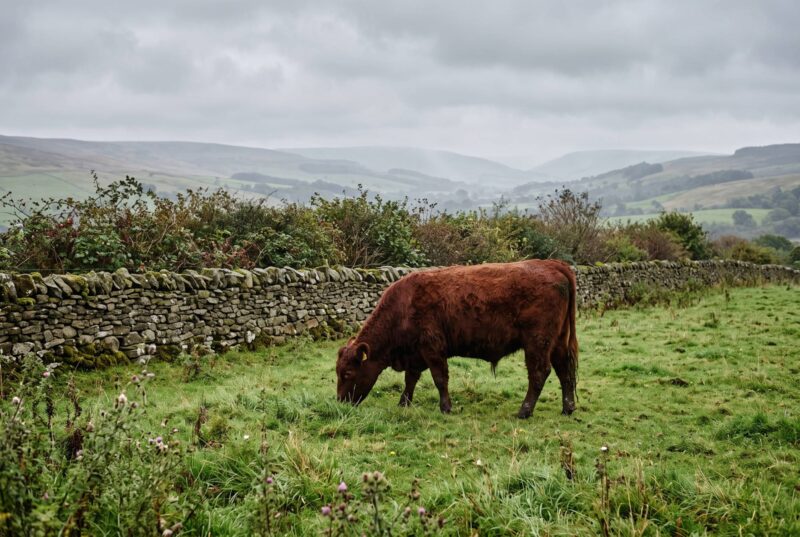 A red beef cow grazing on rough pasture beside a dry-stone wall, with hedgerow and green hills behind under a grey sky