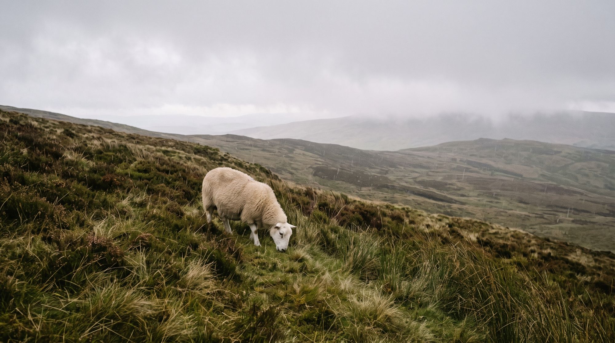 A white-faced hill ewe grazing a steep slope of heather and rough grass in the rain, with misty moorland stretching away behind