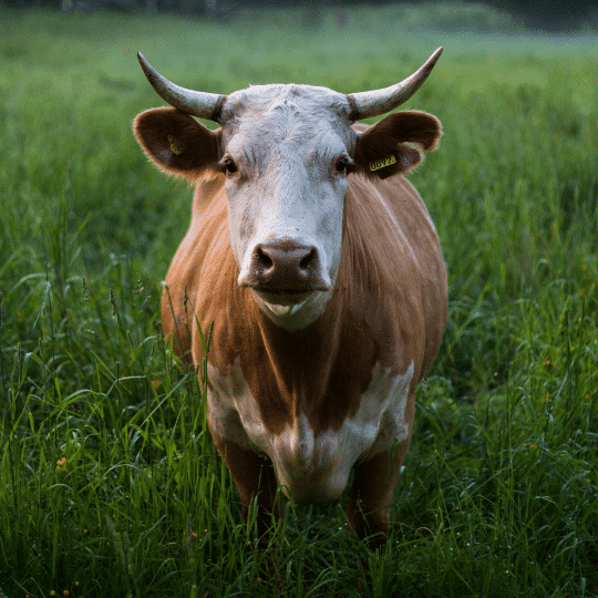 ruminant meat benefits