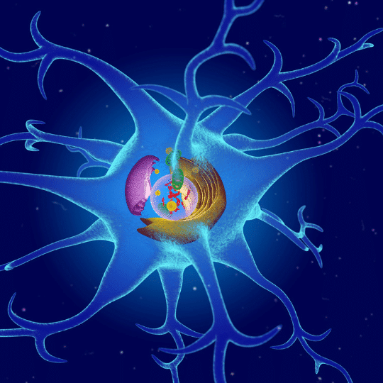 mitochondria guide