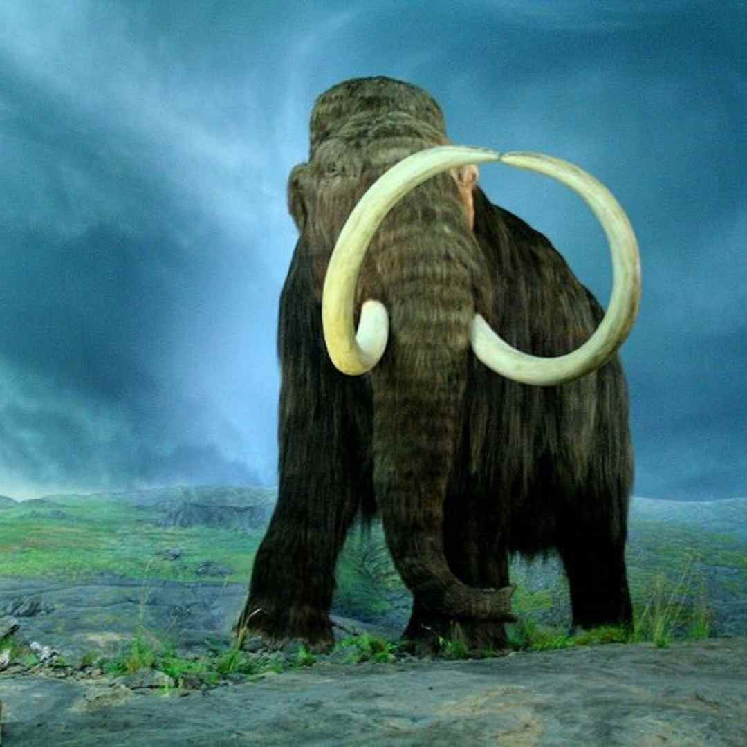 humans evolved to hunt fat