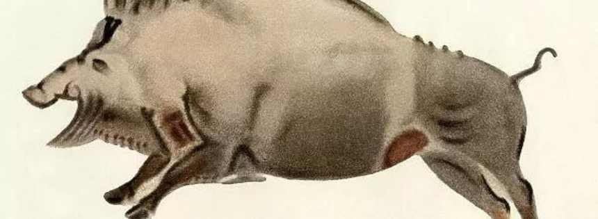 is wild boar paleo