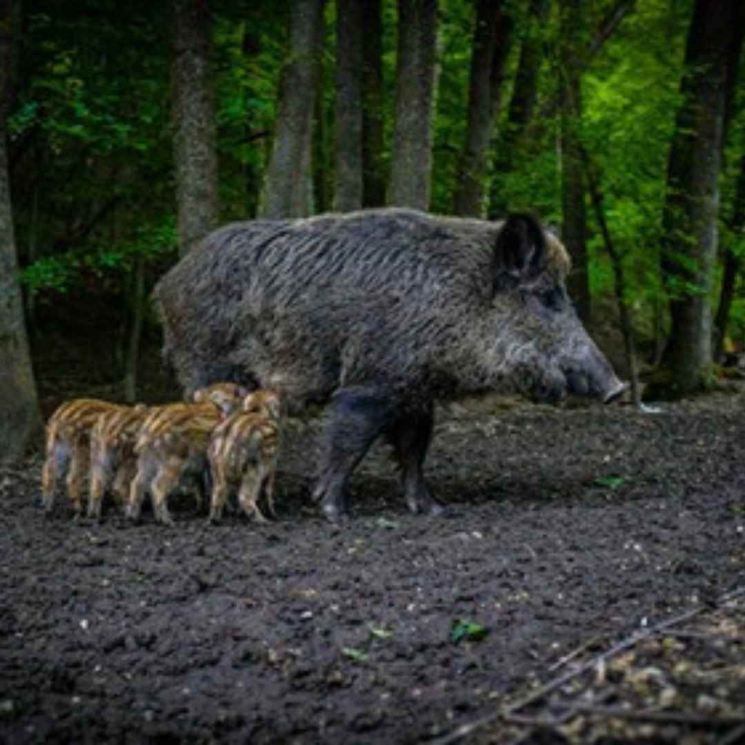 history of pork
