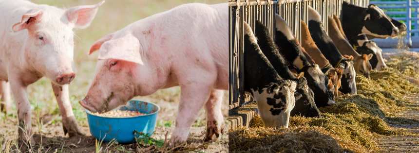 pig vs cow digestion