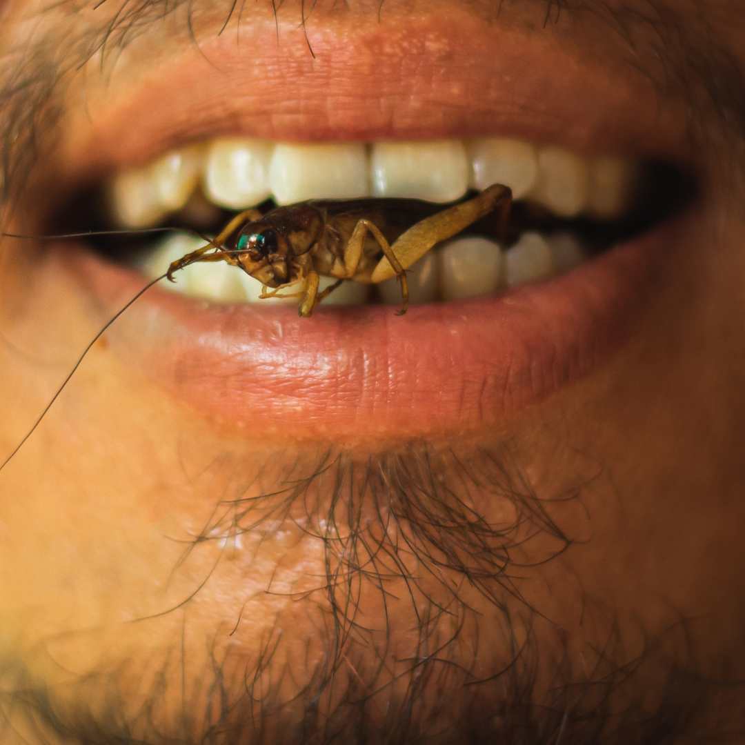 eating insects pros and cons