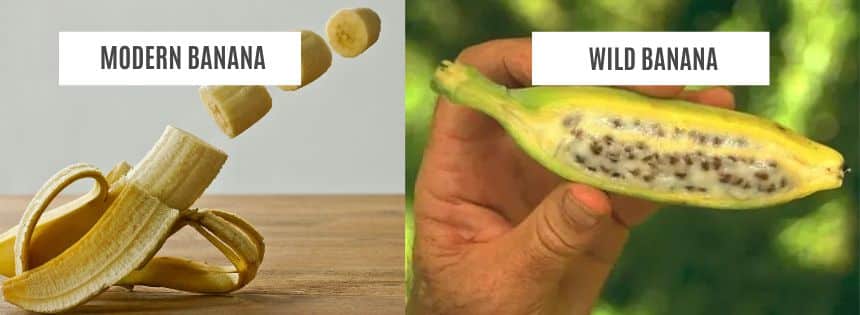 modern banana vs wild banana