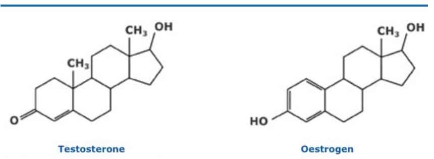 testosterone vs estrogen for libido
