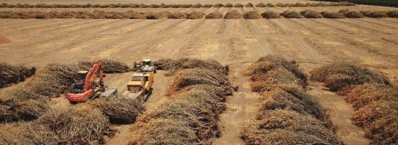almond farming issues