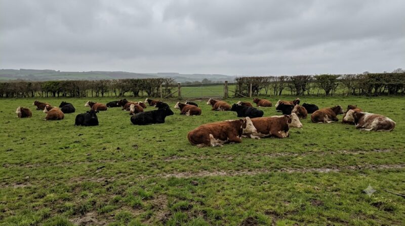 About thirty beef cattle lying down in an ordinary green British field under a grey overcast sky