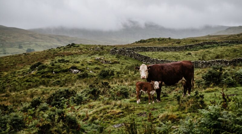 A Hereford beef cow standing with her calf on a wet upland hillside beside a dry stone wall